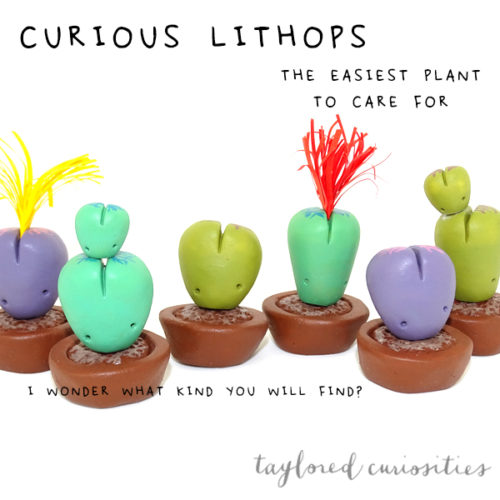 Tailored Curiosities – Curious Lithops