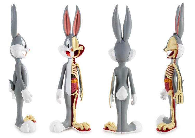 anatomical wabbit